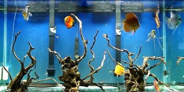 Оформление аквариума с дискусами 8