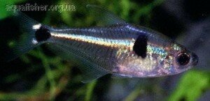 Phenacogaster_tegatus. прозрачные рыбки