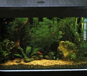 запуск рыб в новый аквариум