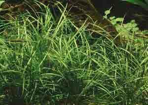 Эхинодорус нежный (Карликовая Амазонка, Эхинодорус травянистый)