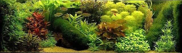 Голландский аквариум.Фото
