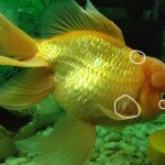 болезни аквариумных рыб
