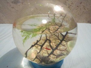 аквариум с замкнутой экосистемой
