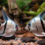 состояние стресса у аквариумных рыб