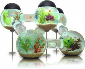 необычный аквариум лабиринт